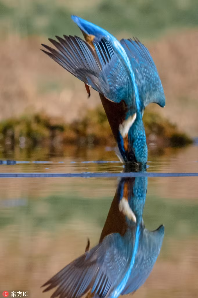 Chim boi ca phi toc do set danh, san moi ngoan muc-Hinh-2