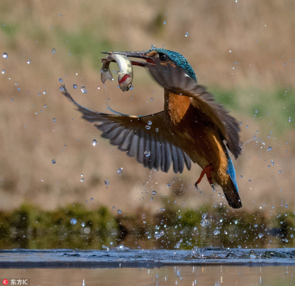 Chim boi ca phi toc do set danh, san moi ngoan muc-Hinh-4