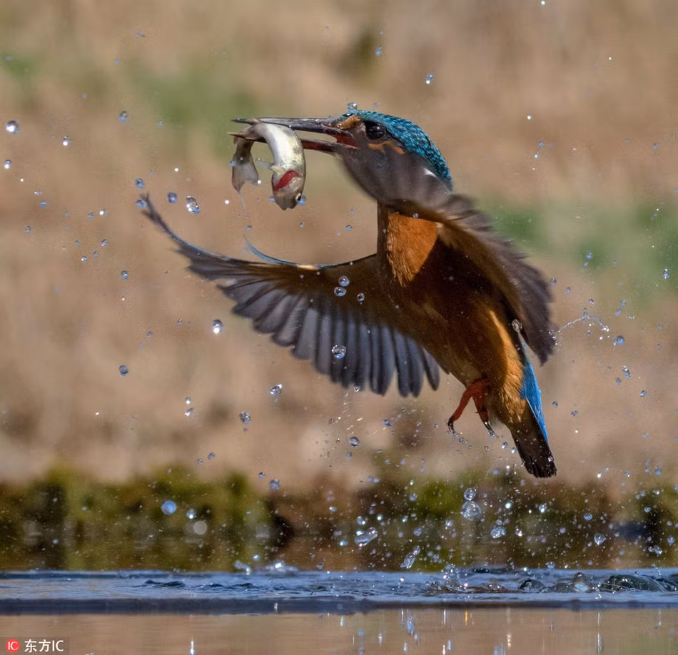 Chim boi ca phi toc do set danh, san moi ngoan muc-Hinh-4