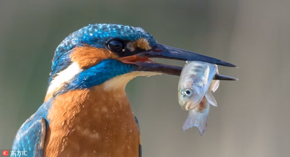 Chim boi ca phi toc do set danh, san moi ngoan muc-Hinh-6