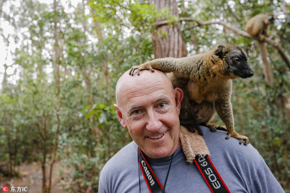 Trong ảnh, một con vượn cáo nhảy hẳn lên vai của du khách, tự nhiên làm mọi thứ mà nó muốn, không quan tâm đến việc mình trở thành tâm điểm chú ý của mọi người.