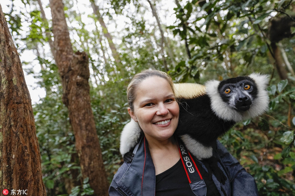 Cá biệt, có những con vượn cáo tự nhiên đến mức nhảy lên đầu của du khách, coi đầu của du khách như trạm gác của mình, đứng ở phía trên nghiêm trang quan sát xung quanh, khiến tất cả mọi người thích thú.