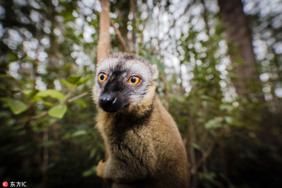 Vượn cáo không có vẻ rụt rè, nhút nhát nên có của những động vật hoang dã, trái lại, chúng vô cùng bạo dạn và nhiệt tình.