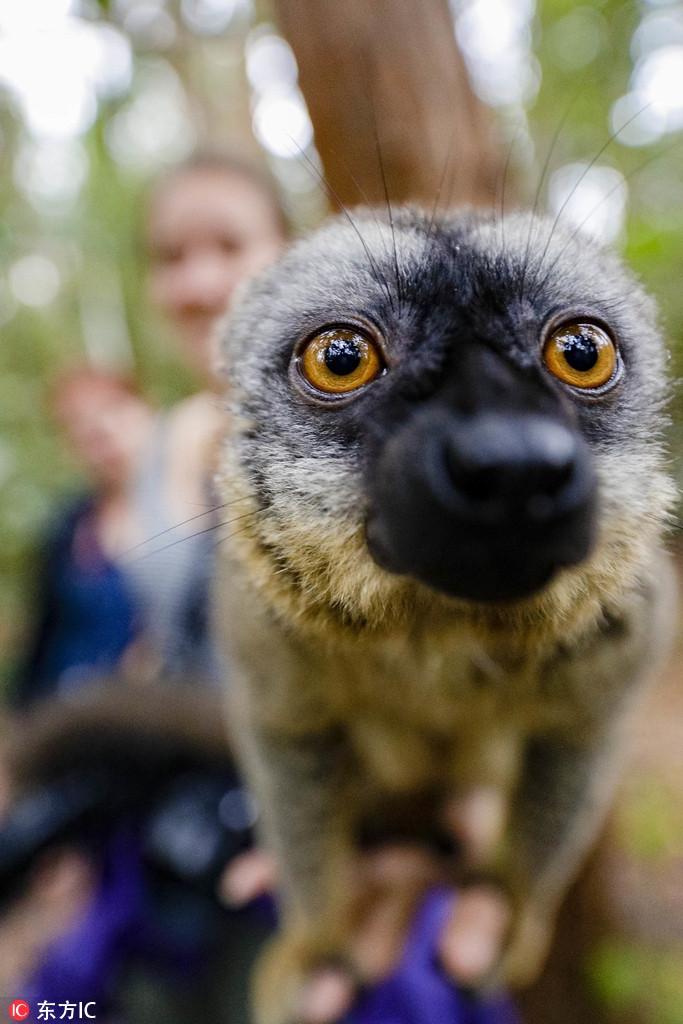 Bên cạnh việc chơi đùa vui vẻ và thân thiện với con người, những con vượn cáo còn đặc biệt tự tin trước ống kính máy ảnh.