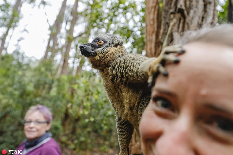 Thậm chí, chúng còn thoải mái nghịch ngợm, trêu ghẹo du khách, khiến bầu không khí trở nên vui vẻ, đáng nhớ hơn rất nhiều.