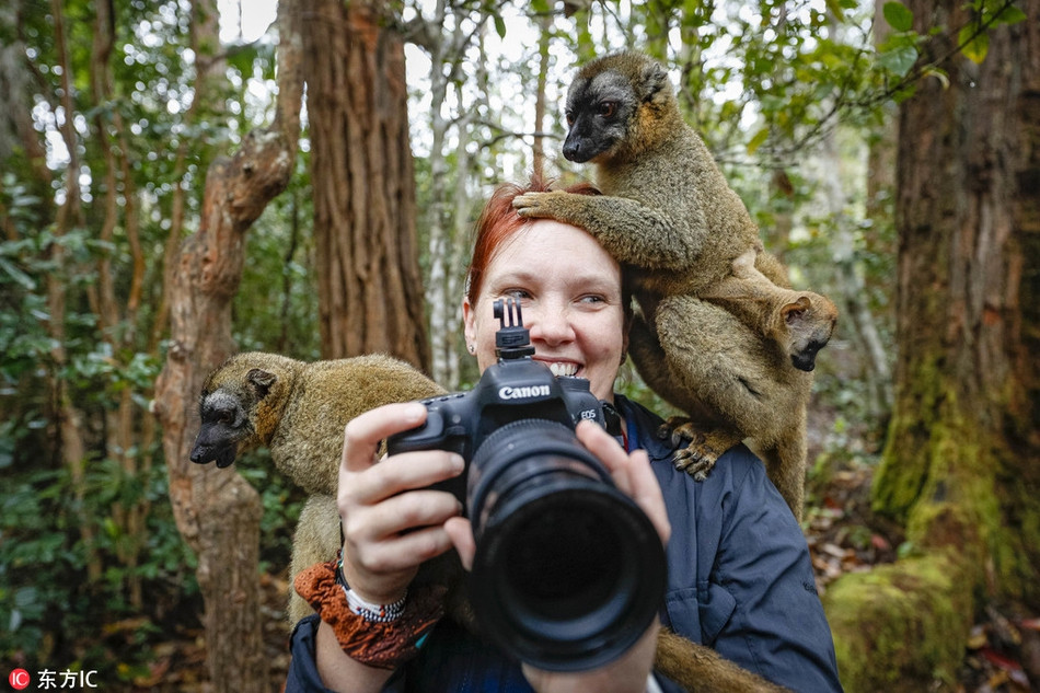 Mới đây, anh Bobby-Jo Vial, một hướng dẫn viên du lịch đồng thời cũng là một nhiếp ảnh gia người Australia đã tới Madagascar và ghi lại được những hình ảnh vô cùng dễ thương, sinh động về những con vượn cáo hoang dã tinh nghịch nơi đây.