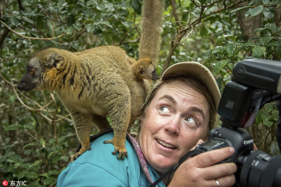 Theo nhiếp ảnh gia Bobby, khi thấy con người, những con vượn cáo ở Madagascar tỏ ra vô cùng tò mò.