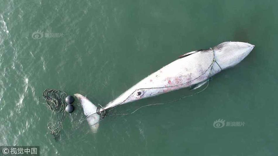 Ca voi khong lo troi noi, chet bat thuong gay hai hung-Hinh-3