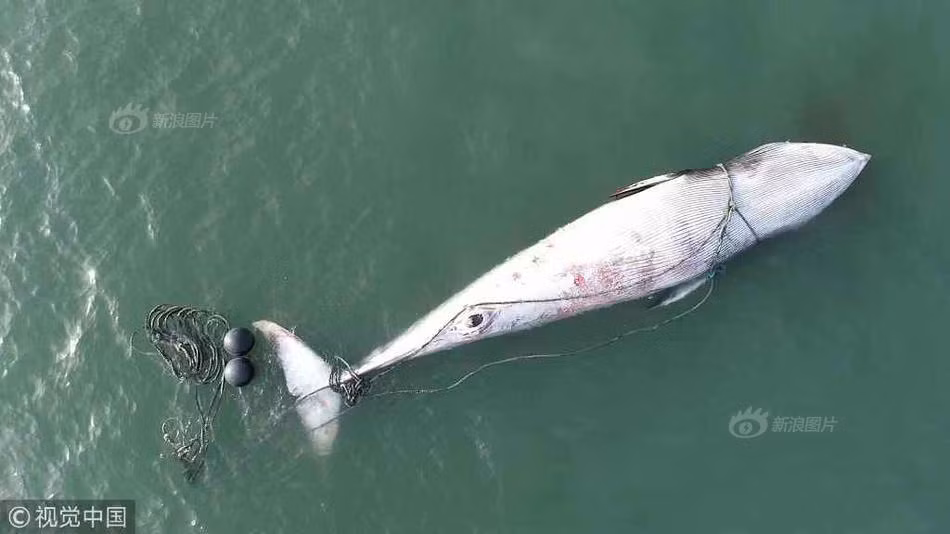 Ca voi khong lo troi noi, chet bat thuong gay hai hung-Hinh-3