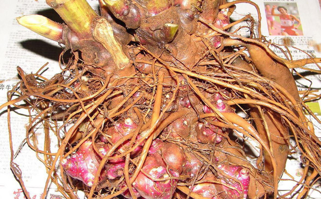 Bạt ngàn “sâm rẻ như khoai lang” nơi cực Bắc của Tổ quốc Bat ngan “sam re nhu khoai lang” noi cuc Bac cua To quoc