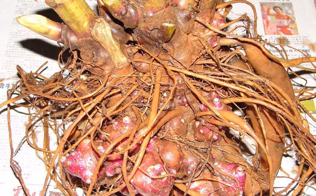 Bat ngan “sam re nhu khoai lang” noi cuc Bac cua To quoc