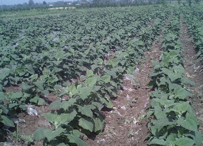 Shin cô được cho là xuất xứ từ Tây Tạng của Trung Quốc, được một người dân sang đây làm việc và mang giống về trồng.