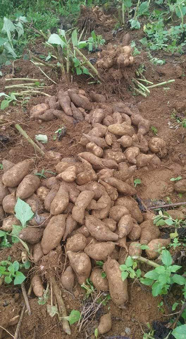 Sâm khoai vừa được thu hoạch.