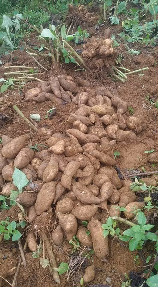 Sâm khoai vừa được thu hoạch.