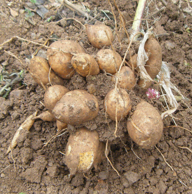 Sau khi lấy củ, những mầm củ đỏ phía trên gần gốc sẽ được người dân giữ lại về ươm mầm để trồng cho vụ sau.
