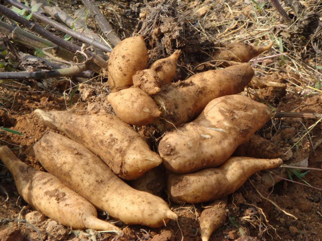 Vài năm trở lại đây, thương lái biết được công dụng của loài sâm này đã thu mua và phân phối đến khá nhiều tỉnh thành.