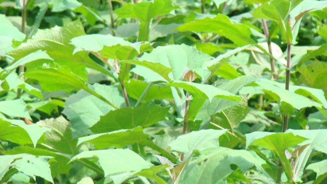 Mỗi năm, sâm khoai cho thu hoạch một lần vào quãng cuối tháng 10, đầu tháng 11.