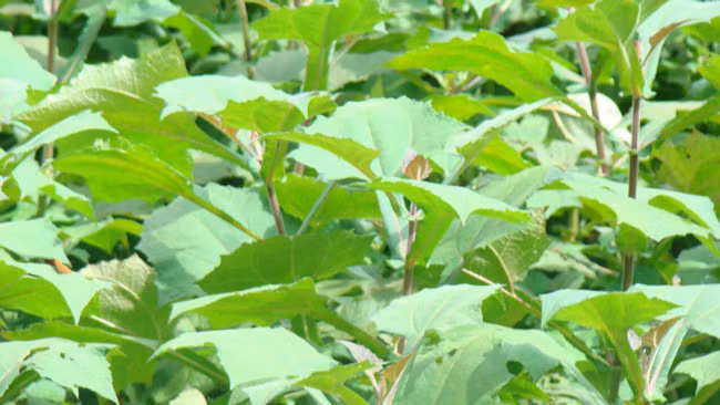 Mỗi năm, sâm khoai cho thu hoạch một lần vào quãng cuối tháng 10, đầu tháng 11.