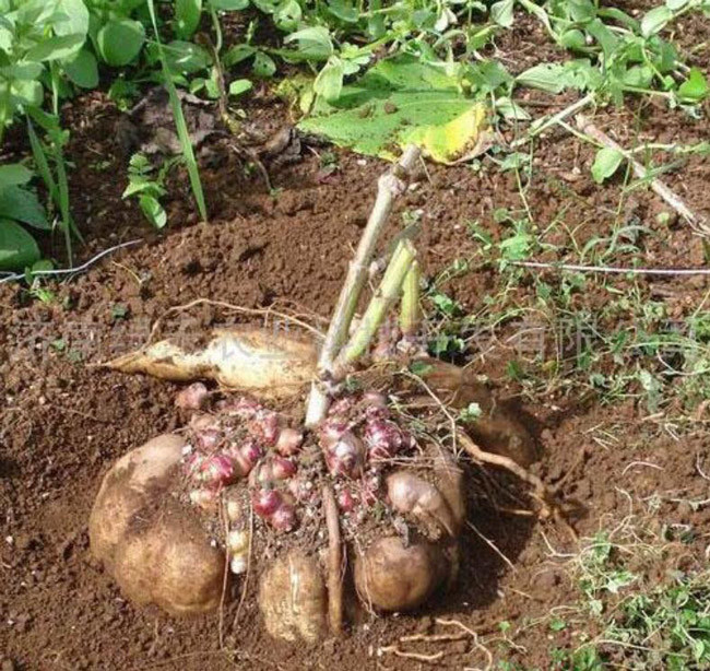 Một gốc sâm khoai có thể cho năng suất vài kilogam đến cả yến củ.