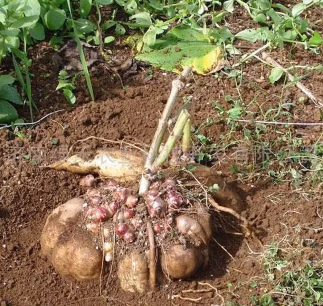 Một gốc sâm khoai có thể cho năng suất vài kilogam đến cả yến củ.