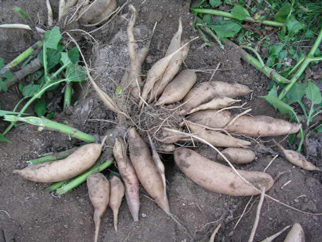 Giá hiện tại được thương lái thu mua tại vườn từ 15.000đ - 20.000đ/kg. Hiện ở Hà Nội, giá bán dao động từ 35.000đ - 50.000đ/kg