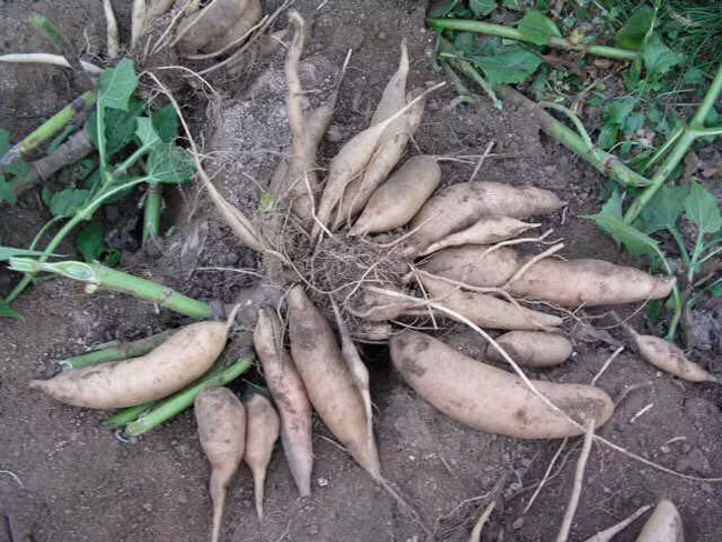 Giá hiện tại được thương lái thu mua tại vườn từ 15.000đ - 20.000đ/kg. Hiện ở Hà Nội, giá bán dao động từ 35.000đ - 50.000đ/kg