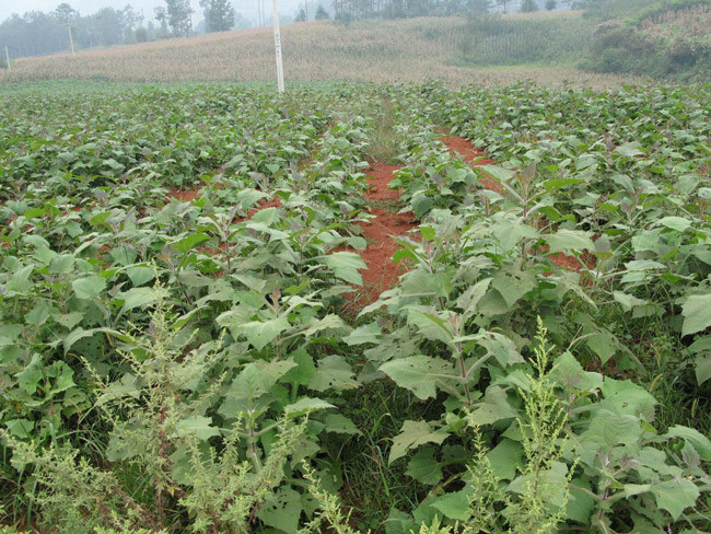 Sâm khoai nhanh chóng thích nghi và được phát triển rộng rãi, là một trong những nguồn thu không nhỏ cho các hộ gia đình nơi đây.
