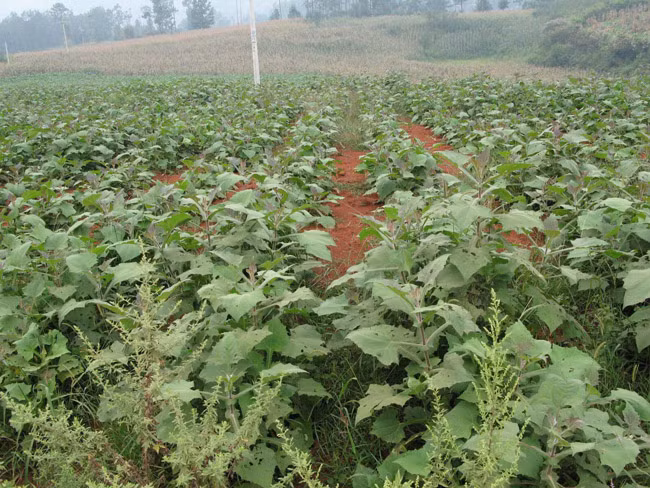 Sâm khoai nhanh chóng thích nghi và được phát triển rộng rãi, là một trong những nguồn thu không nhỏ cho các hộ gia đình nơi đây.