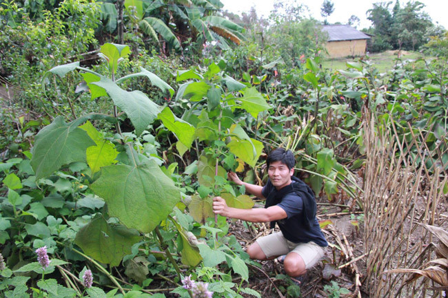 Cây sâm khoai sinh trưởng khá dễ dàng, chúng có thể mọc ở bất cứ trong khu vực nào trong núi sâu hay khu vườn của gia đình của người dân trên các đỉnh núi quanh năm mây mù che phủ này.