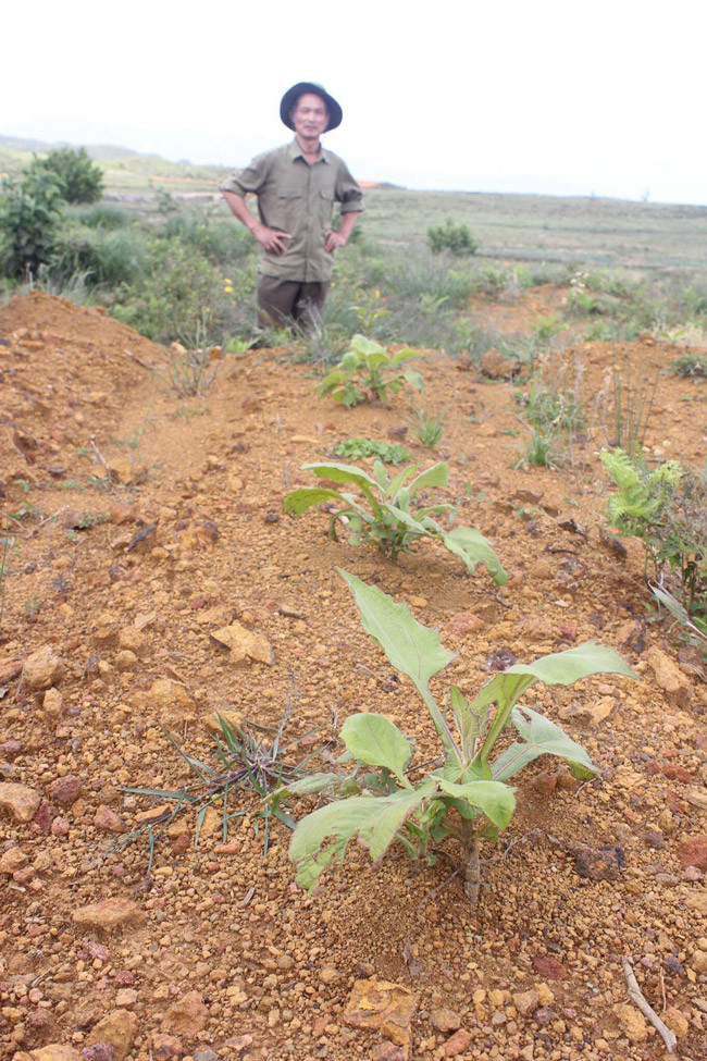 Đất được vun thành từng luống tương tự như trồng khoai lang để trồng mầm shin cô.