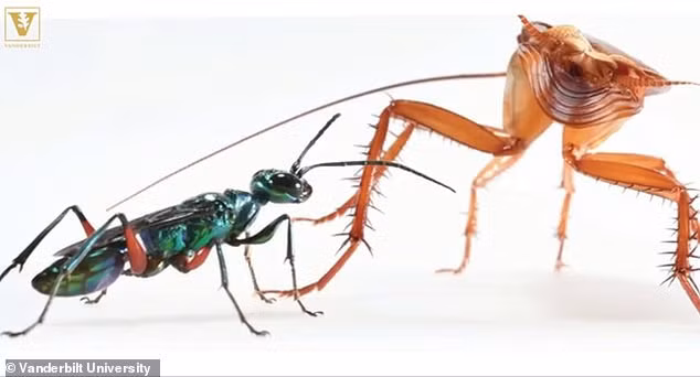 Theo nhà sinh vật học người Mỹ Ken Catania, những con gián đã có một loạt hành động để phòng, chống lại hành vi ký sinh của tò vò.