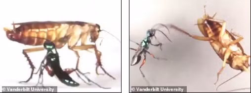 Khi trứng nở, ấu trùng tò vò sẽ dần dần hút những chất dinh dưỡng từ cơ thể con gián, trong khi con gián vẫn còn sống và phải chịu đựng sự đau đớn đó.