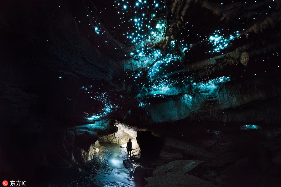 Choáng váng đom đóm đồng loạt nháy, tạo thiên hà trong lòng hang Choang vang dom dom dong loat nhay, tao thien ha trong long hang