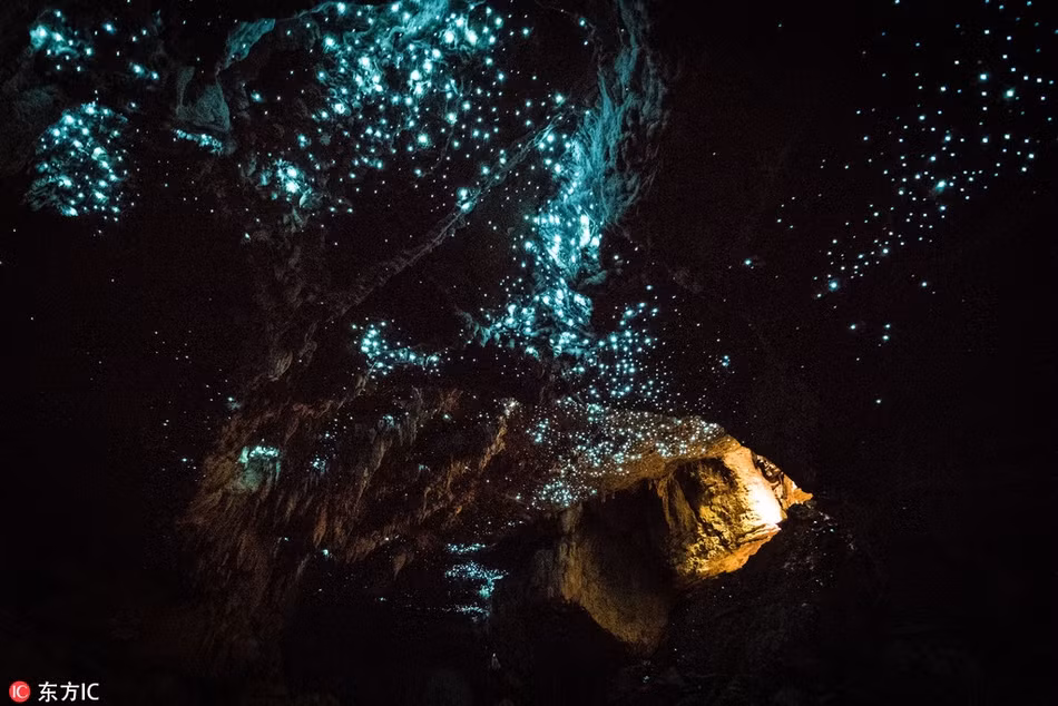 Choáng váng đom đóm đồng loạt nháy, tạo thiên hà trong lòng hang - Hình 4 Choang vang dom dom dong loat nhay, tao thien ha trong long hang-Hinh-4
