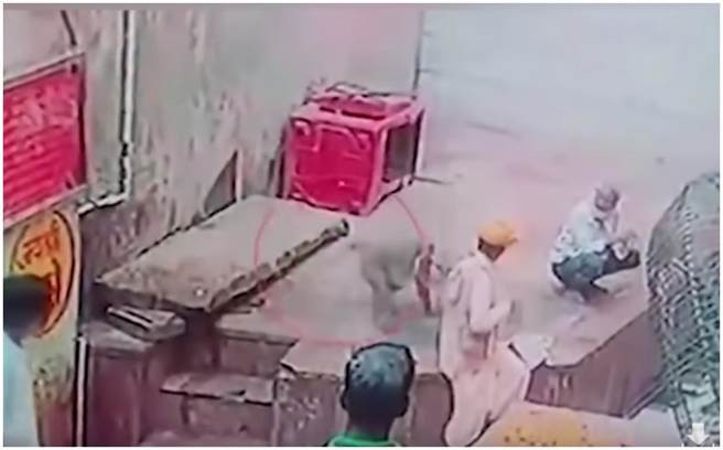 Thot tim khi hoang cuop ran doc cua nguoi de an