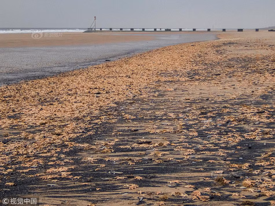 Anh soc: Hang ngan sinh vat kho tin 