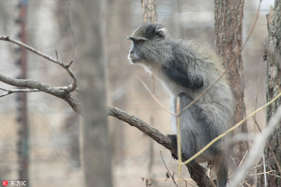 Mặc dù đã không còn một cánh tay, hoạt động bất tiện và kém linh hoạt hơn bình thường thế nhưng khỉ tàn tật Jesse vẫn có thể leo trèo và chuyền cành.
