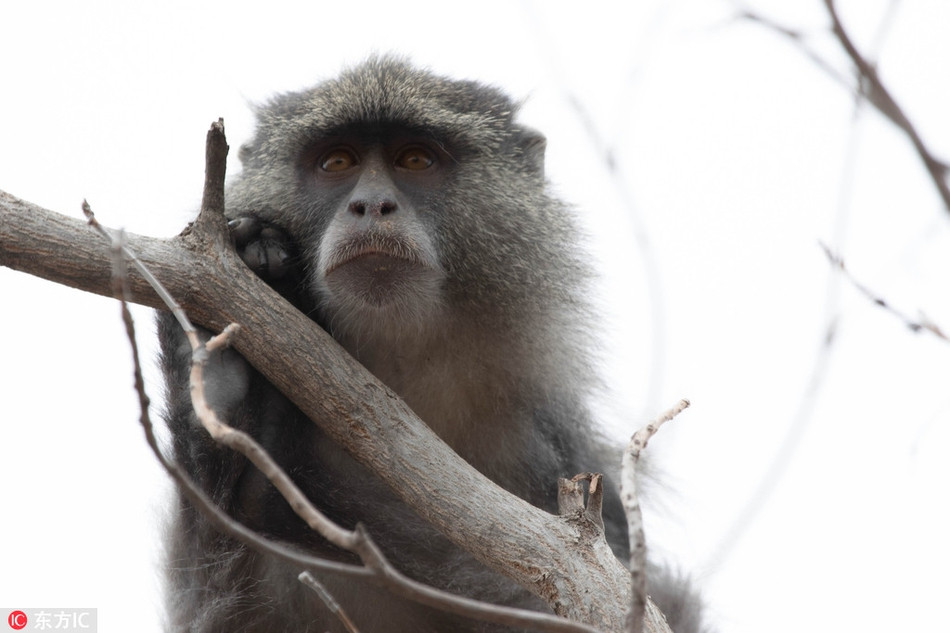 Đôi lúc, con khỉ cũng quan sát xung quanh, trông không có vẻ gì là bỡ ngỡ, xa lạ với cuộc sống hoang dã.