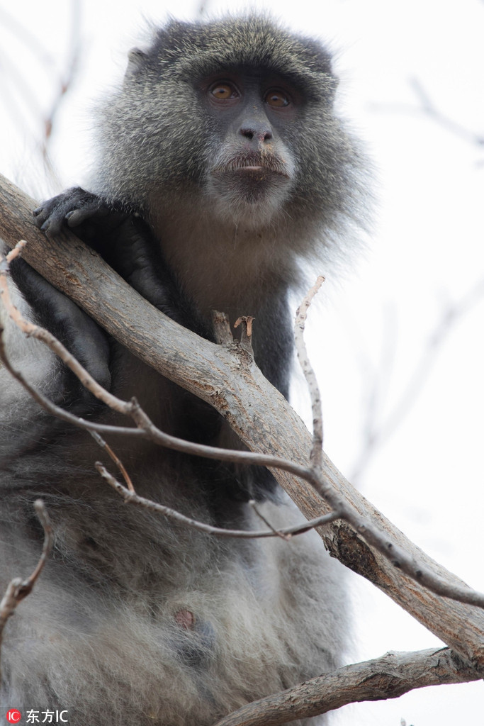 Nó cũng có thể làm những động tác khó như cân bằng cơ thể, lộn ngược thân người trên cành, nằm vắt vẻo trên những nhánh cây để nghỉ ngơi, ngủ ngắn.