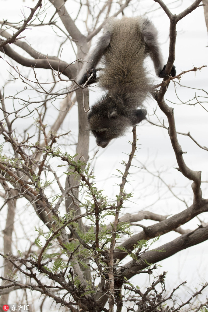 Jesse được cứu khi liều mạng gõ cửa nhà một người đàn ông xin giúp đỡ.