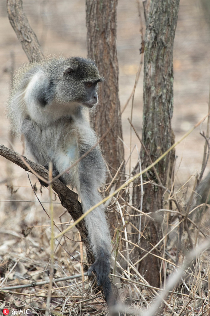 Hiện tại, trải qua nhiều ngày đau đớn và bỡ ngỡ vì mất đi một cánh tay, Jesse đã thích ứng được với cơ thể mới, trở về tự nhiên, bắt đầu lại một cuộc sống đầy thử thách nơi hoang dã.