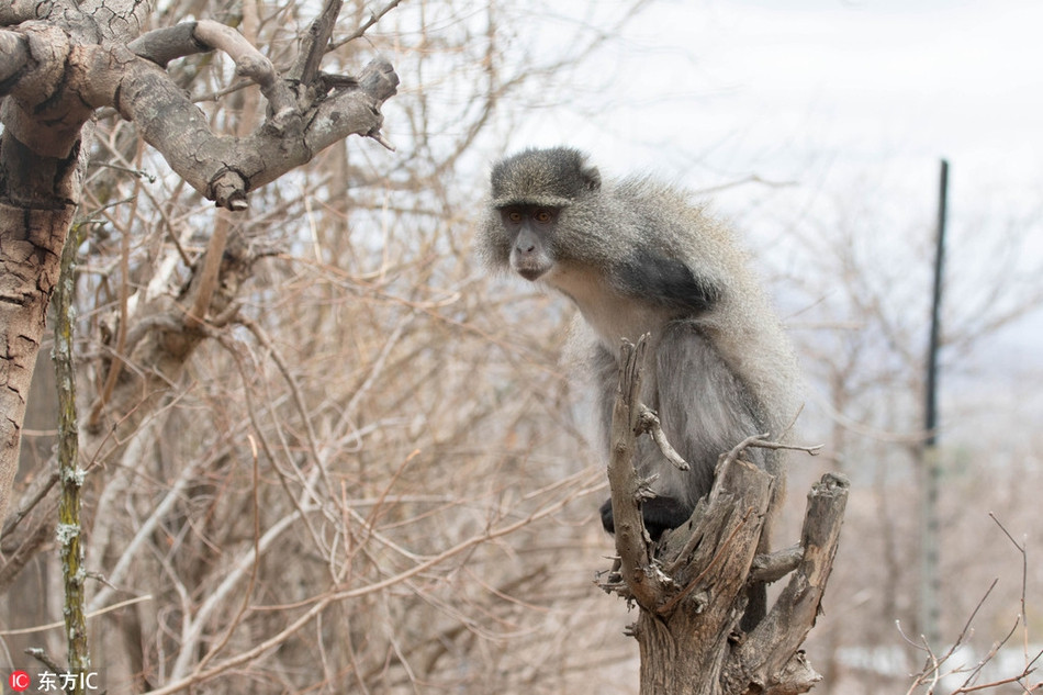 Theo thông tin đăng tải, con khỉ nhỏ có tên là Jesse, một con khỉ đuôi xanh. Nó bị mất một cánh tay khi vô tình chạm phải nguồn điện mạnh.
