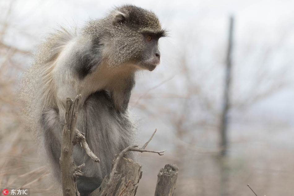 Sau đó, Jesse được quỹ bảo tồn, chăm sóc loài khỉ Vervet trợ giúp, được phẫu thuật cắt bỏ một cánh tay bị hoại tử do bị điện giật.