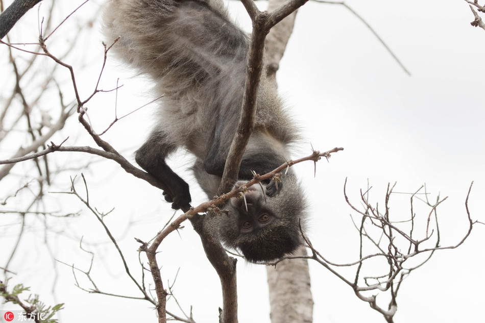 Mới đây, nhiếp ảnh gia ghi được những khoảnh khắc vô cùng ấn tượng về một con khỉ nhỏ bắt đầu lại cuộc sống mới nơi hoang dã sau khi mất một cánh tay do tai nạn đáng tiếc.