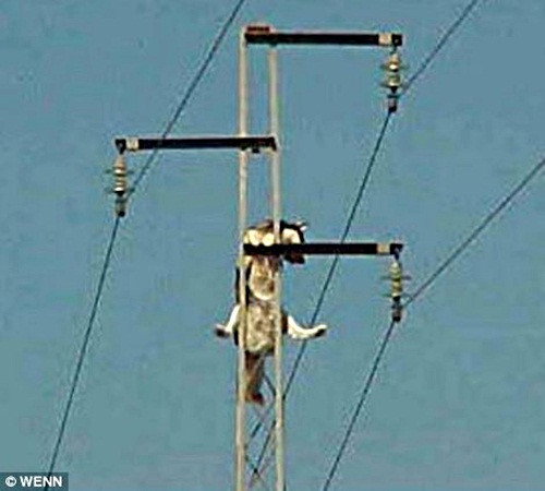 Cho Husky leo cot dien cao the, chu nhin 