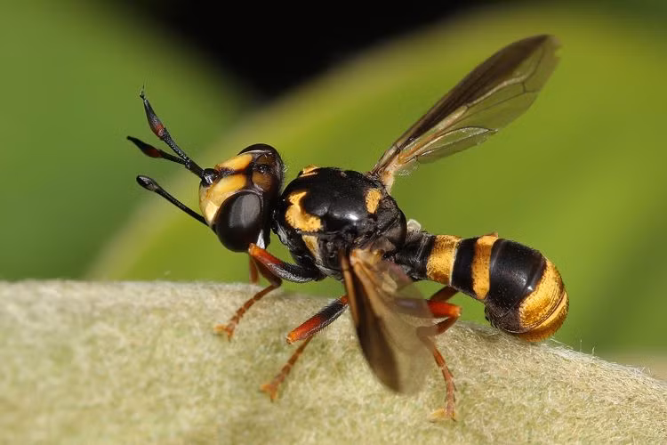 Kinh di ky sinh trung khien ong vo ve tu dao ho chon minh
