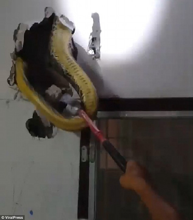 Xem ti vi nghe tieng rit ghe ron, dap tuong thay dieu kinh di-Hinh-2