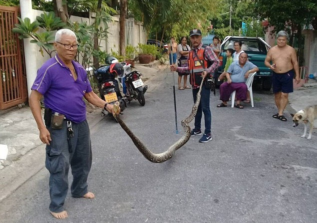 Xem ti vi nghe tieng rit ghe ron, dap tuong thay dieu kinh di-Hinh-4