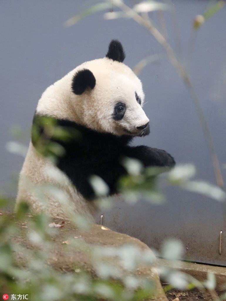 Sau khi chơi đùa chán chê, Hương Hương leo lên bục cao và ngồi nhấm nháp những cây trúc tươi ngon.