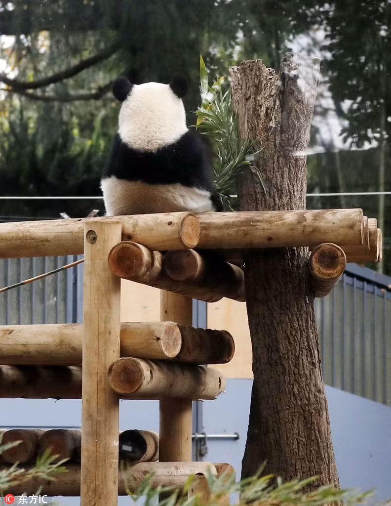 Theo ghi nhận, của các nhân viên vườn thú, khi mới được tách khỏi mẹ mình, tận hưởng cuộc sống tự do, gấu trúc đáng yêu Hương Hương rất háo hức.